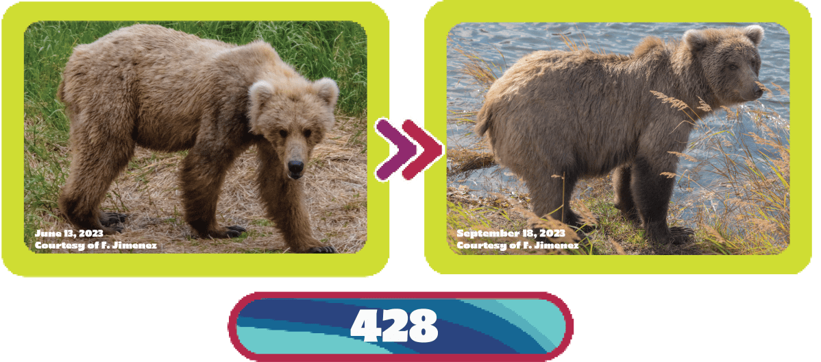 428 fat bear week