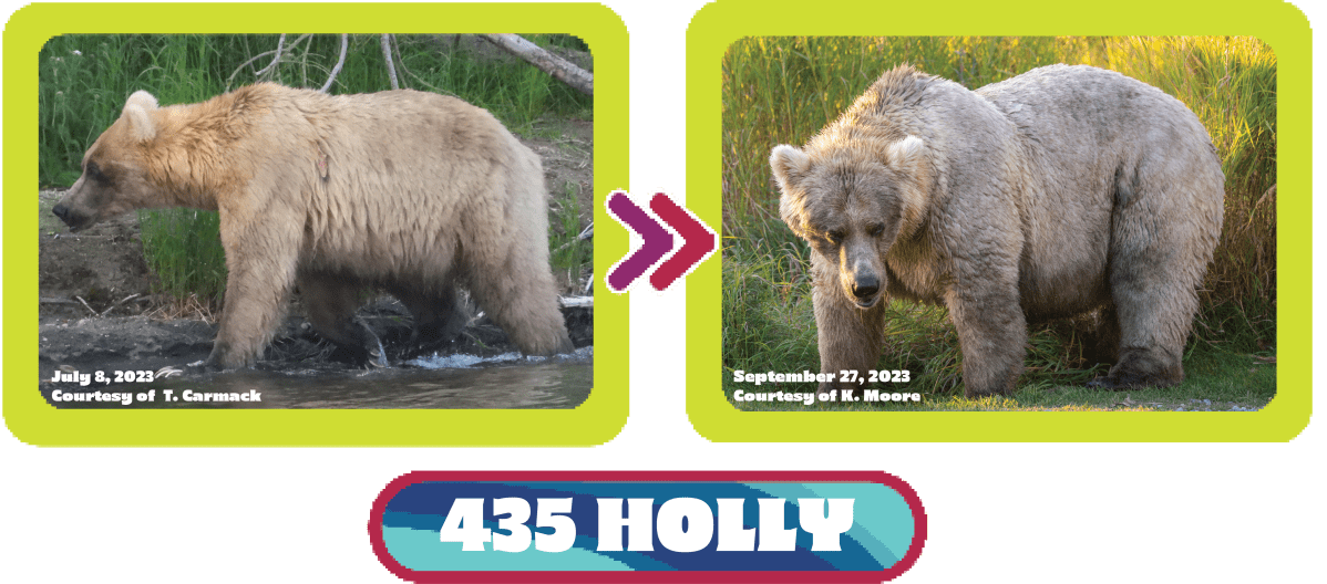 435 Holly fat bear week