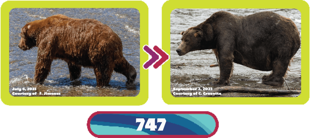 747 fat bear week