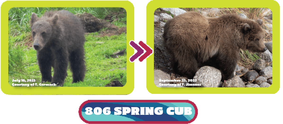 806 Jr. Fat bear week