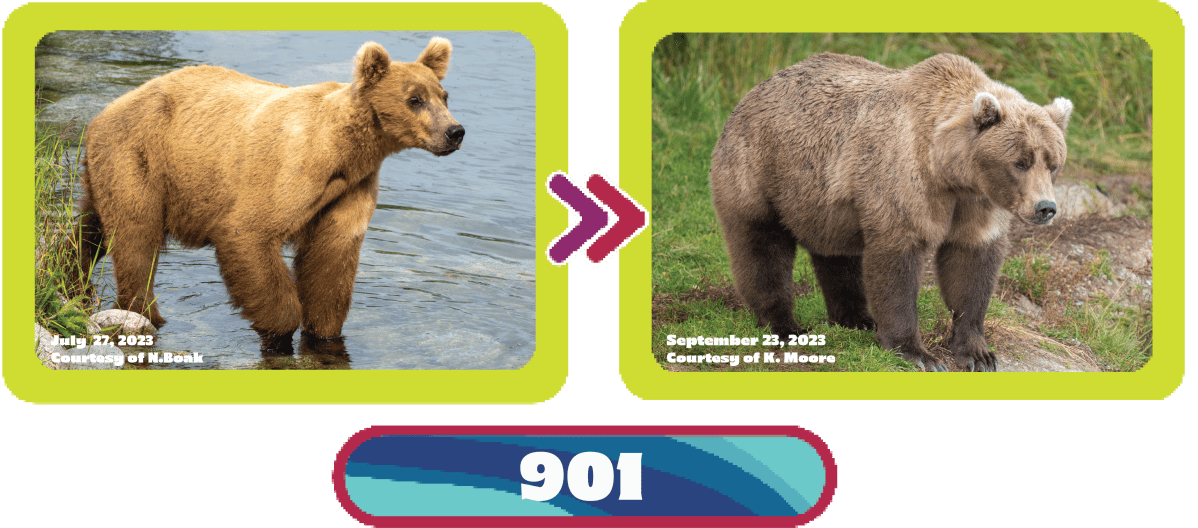 901 fat bear week
