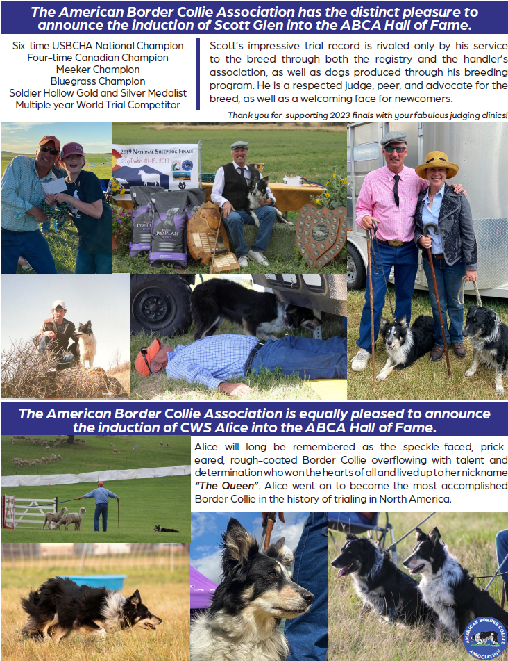 Last week, Glen and his late dog, Alice, were both inducted into the American Border Collie Association Hall of Fame (ABCA).
