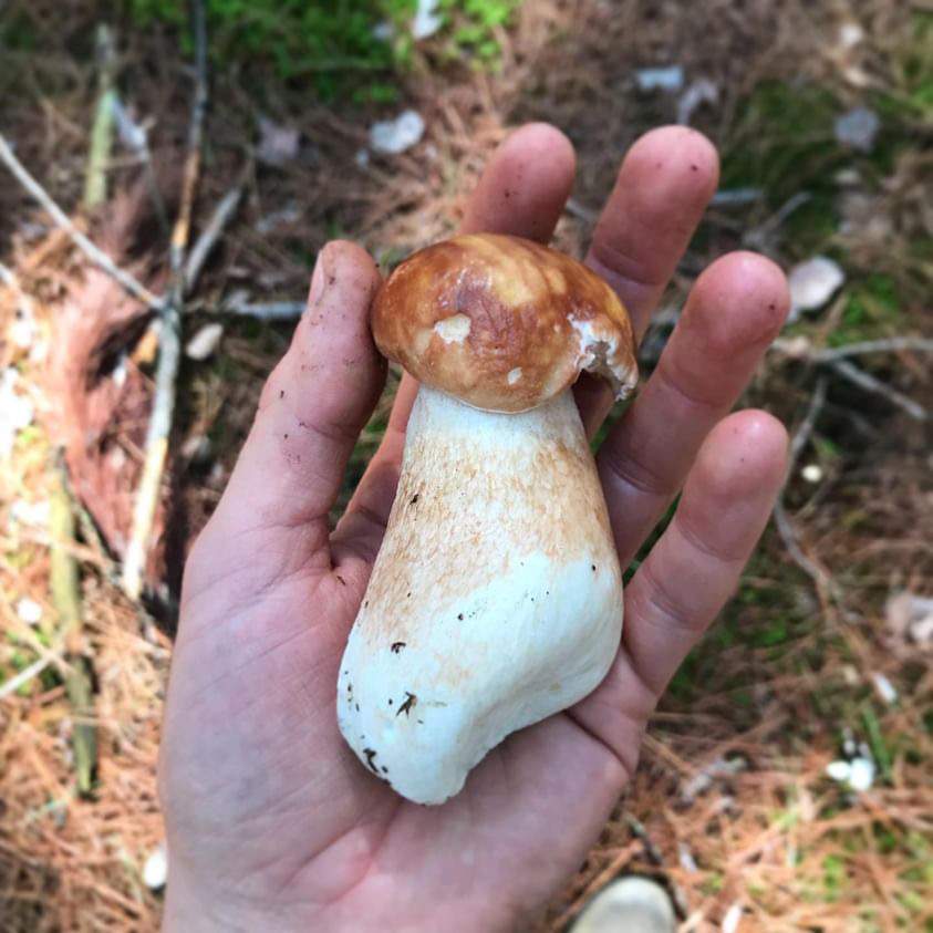 Bolete mushrooms (a Boletus edulis pictured here) are among commonly-found groups in Manitoba that are good for beginners, mushroom enthusiast Tom Nagy says.
