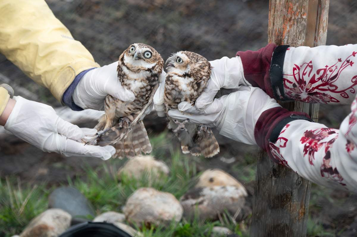 Burrowing owls are one of the various at-risk and endangered species at Manitoba’s Jackson Pipestone Prairie and Wetlands.