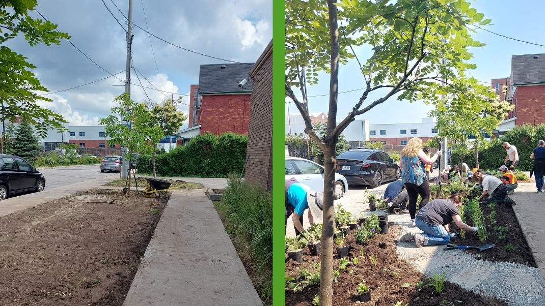 Green initiative continues to transform concrete for gardens on Hamilton’s Barton Street - image