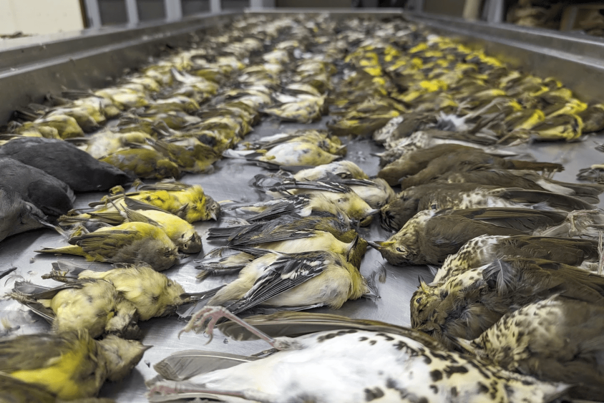 Dead birds on a table.