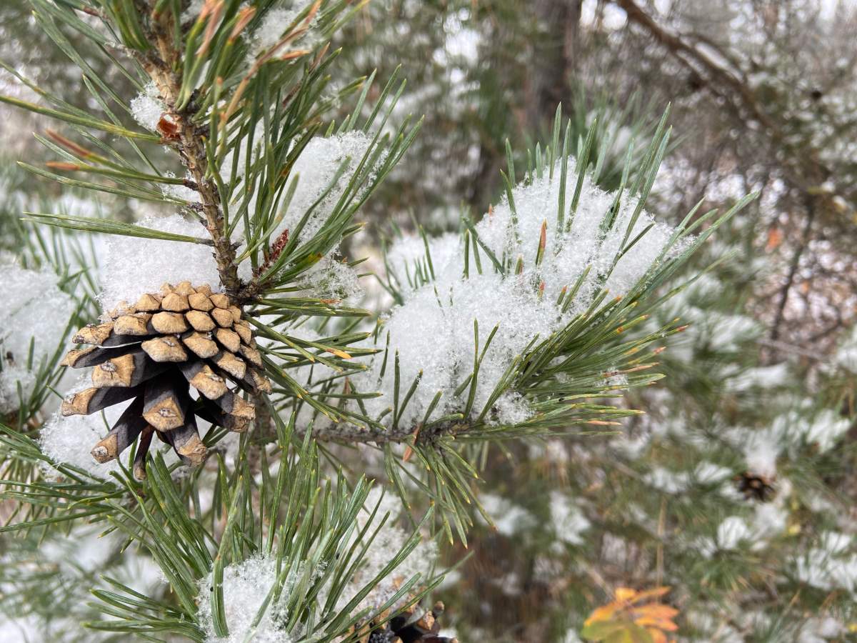 First snowfall of the season in Edmonton, Landowne overlooking the Whitemud on Monday, Oct. 23, 2023.