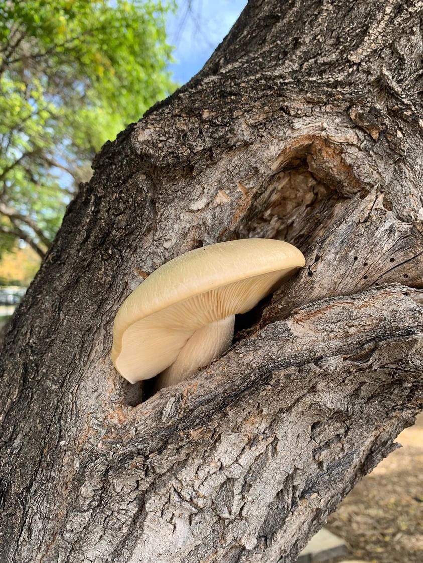 Oyster mushrooms (a Hypsizygus ulmarius pictured here) are among commonly-found groups in Manitoba that are good for beginners, mushroom enthusiast Tom Nagy says. “These will grow on largely deciduous hardwood trees. They have a white cap with gills that are decurrent, and so they grow slightly down the stem with a short stalk.”