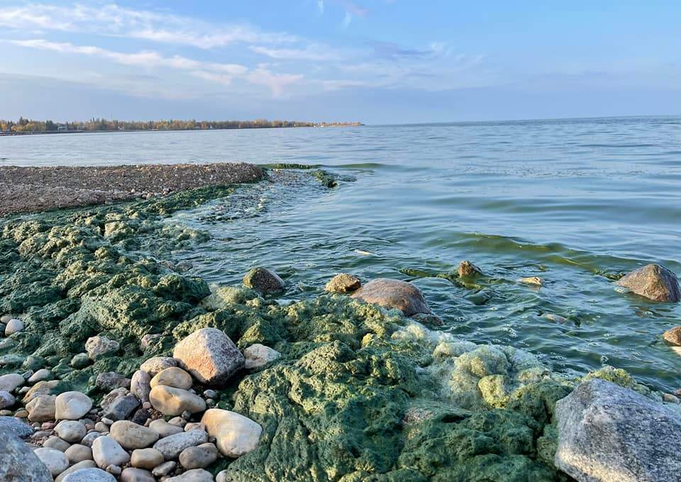 Algae bloom leaves experts worried about the state of Lake Winnipeg - image