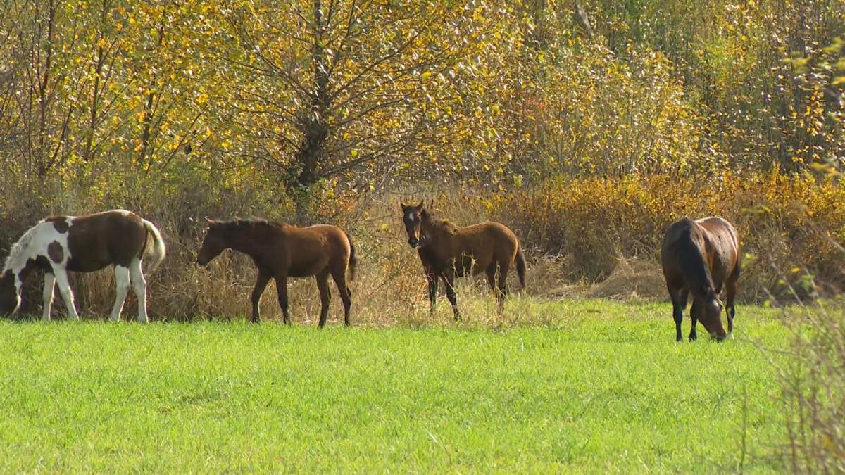 Horses graze and roam freely in the Pemberton area.