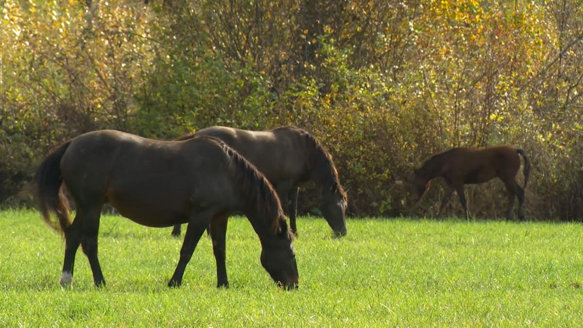 Horses graze and roam freely in the Pemberton area.