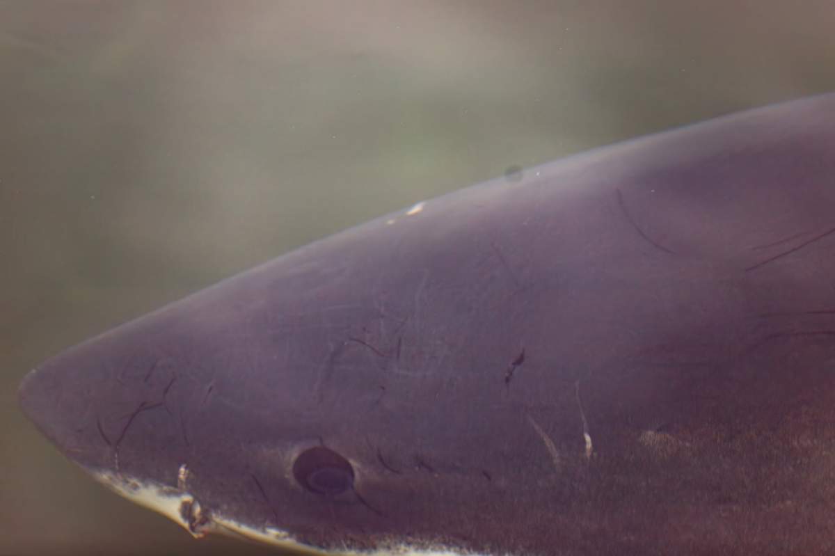 Shauna Madden and local fishermen encountered a great white shark swimming along North Bay Wharf in Ingonish, N.S. on Oct. 5, 2023. It's believed the shark was later found deceased and washed up on shore at nearby Broad Cove Beach.