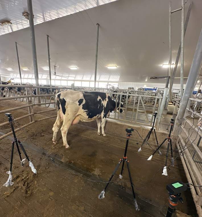 iClassifer is using AI to monitor dairy cow herd health.