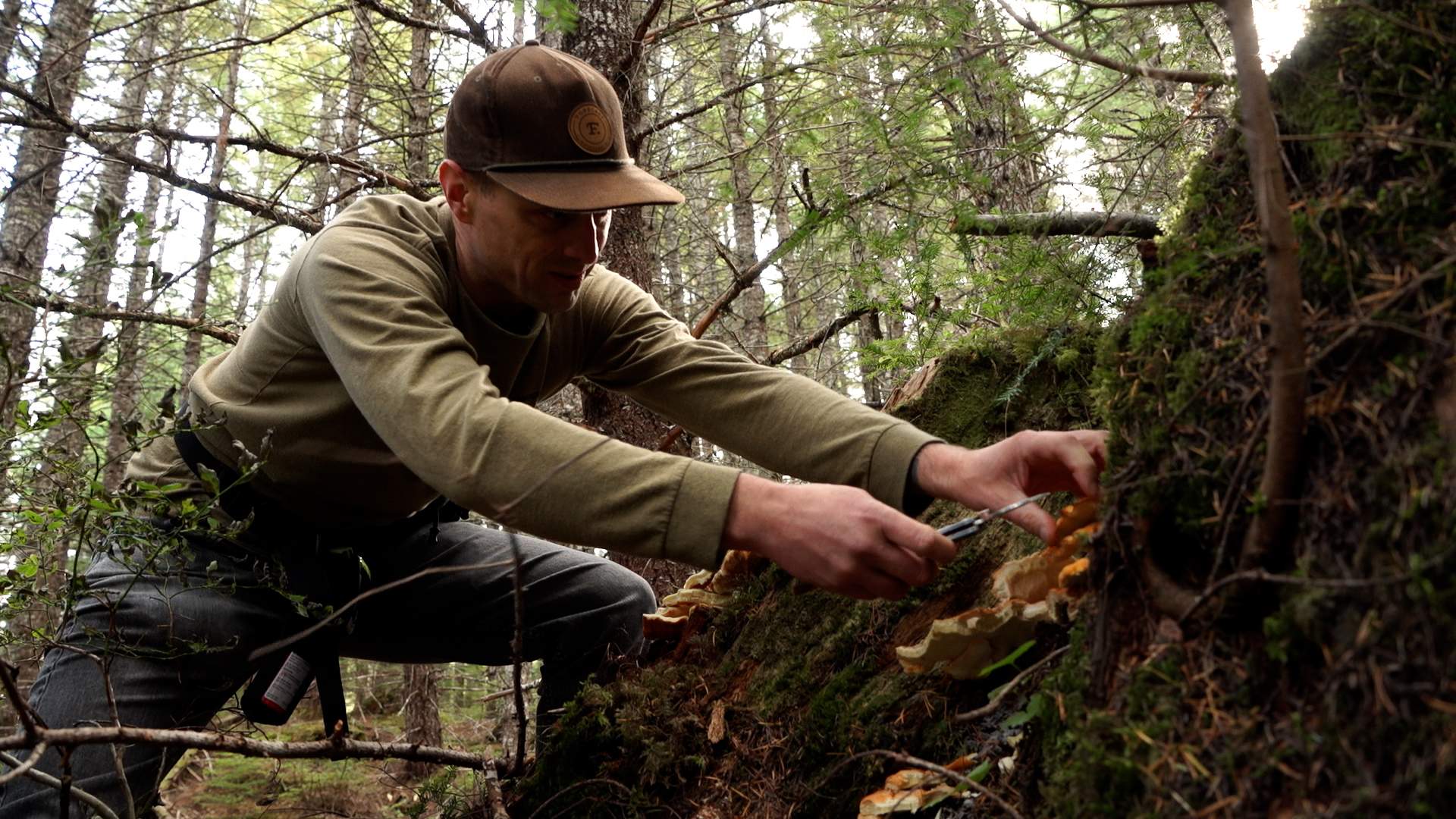 Stumbling upon a Chicken of the Woods mushroom while foraging in BC’s lower mainland with Whistler Harvest’s Paul Cain.