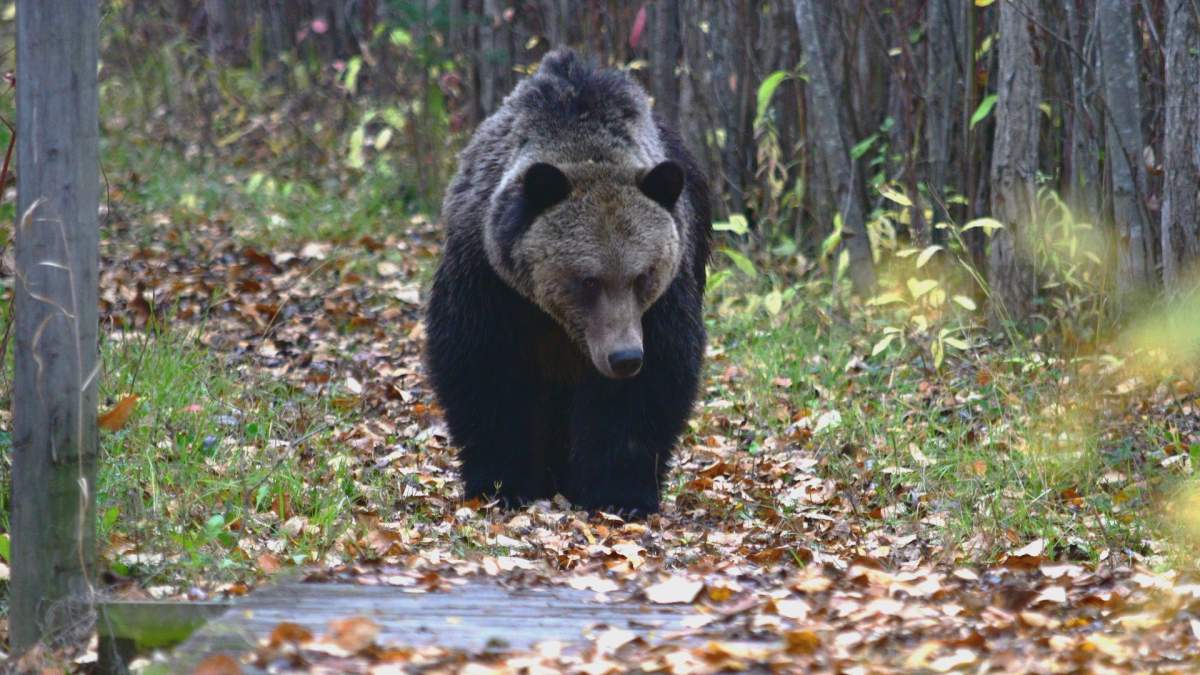 Another photo Powell was able to capture of the bear.