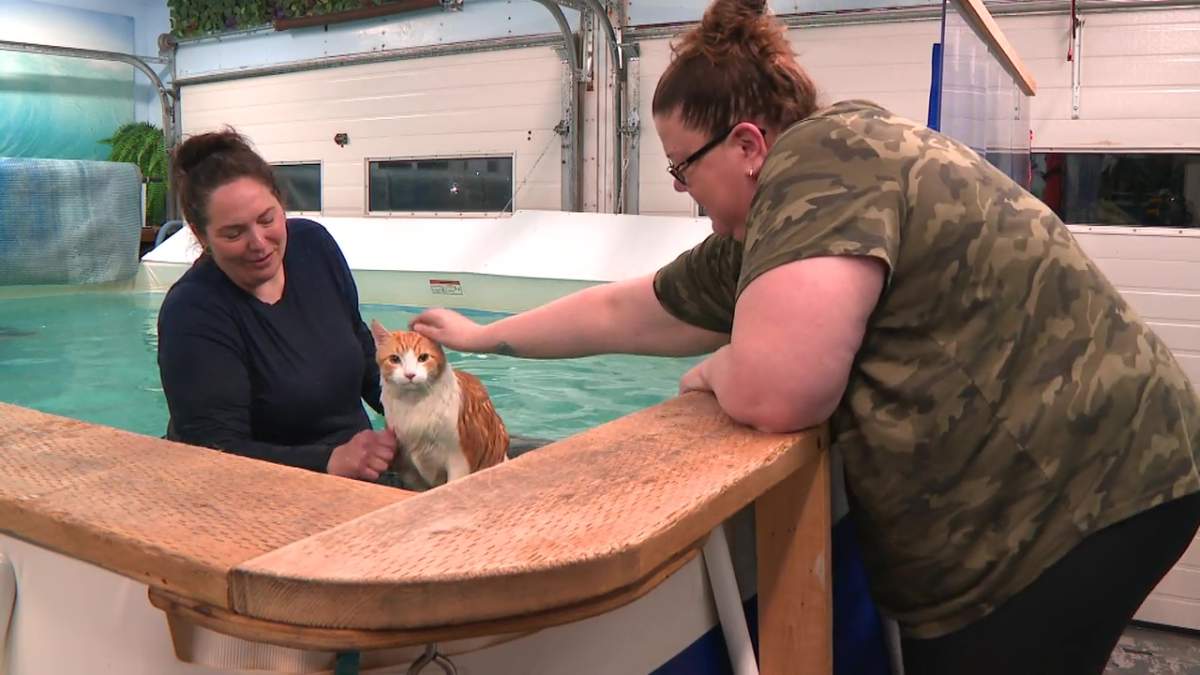 Peaches needs to lose about 4.5 lbs to be healthy, his vet said.