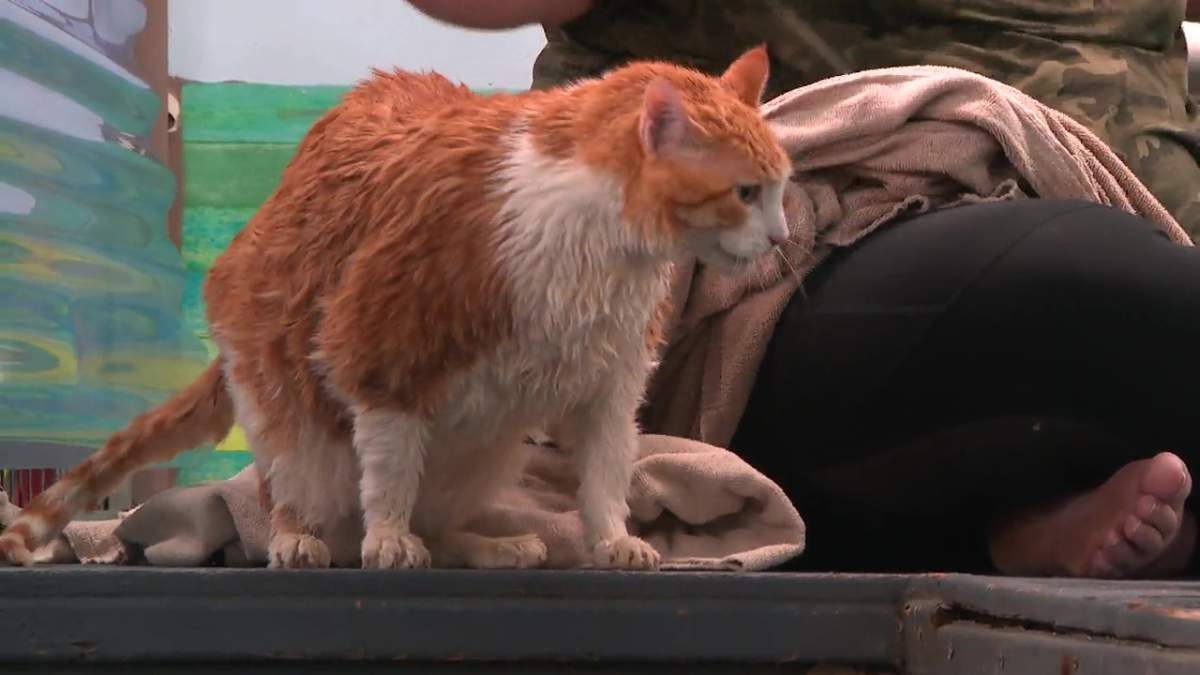 Peaches weighed about 25 lbs and was diagnosed with diabetes when he started his weight loss journey.