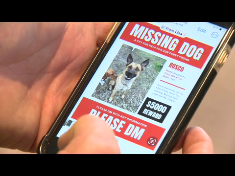 A dog who was missing after a truck was stolen from a Lakeview neighbourhood was found critically injured on Thursday night.