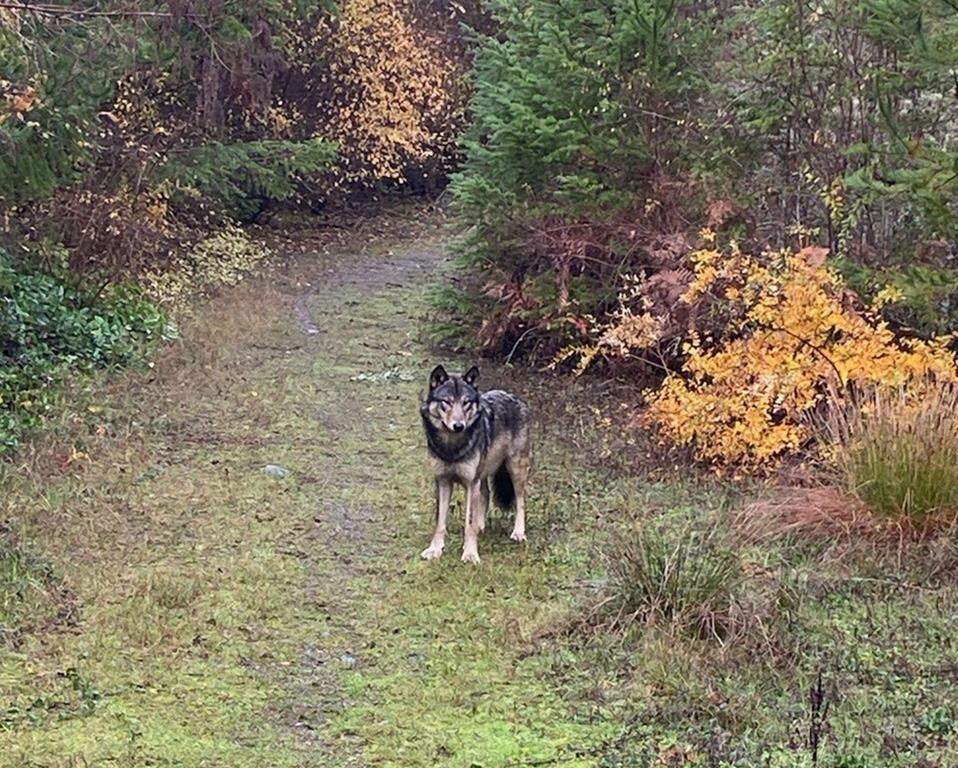 A large wolf-dog mix-breed is shown in this Nov. 10, 2023 handout photo in the Coombs area of Vancouver Island, B.C. Residents in southeastern Vancouver Island are being asked to keep an eye out for a large wolf-dog mix-breed that has been wandering around for nearly two months but skilfully avoiding all attempts to trap it.THE CANADIAN PRESS/HO, Find Lost and Escaped Dogs *MANDATORY CREDIT*.