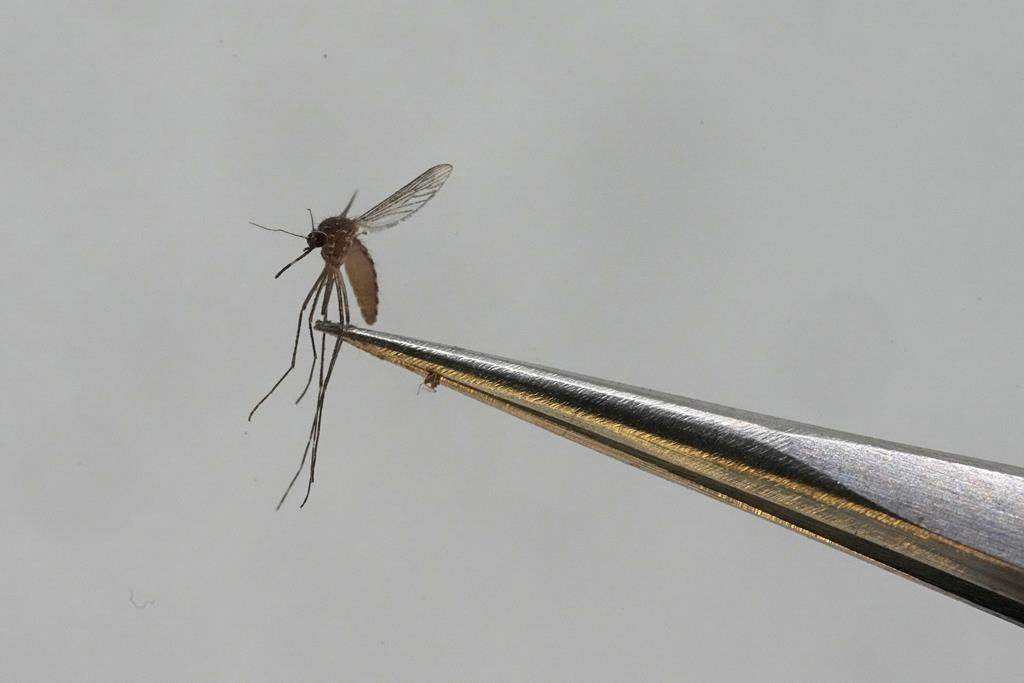A culex tarsalis mosquito is shown in this 2023 file photo.