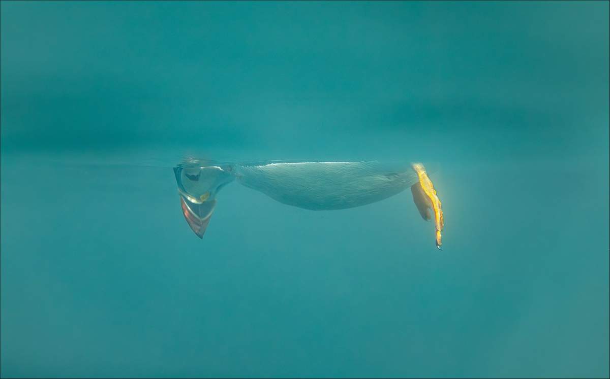 a puffin gazes underwater