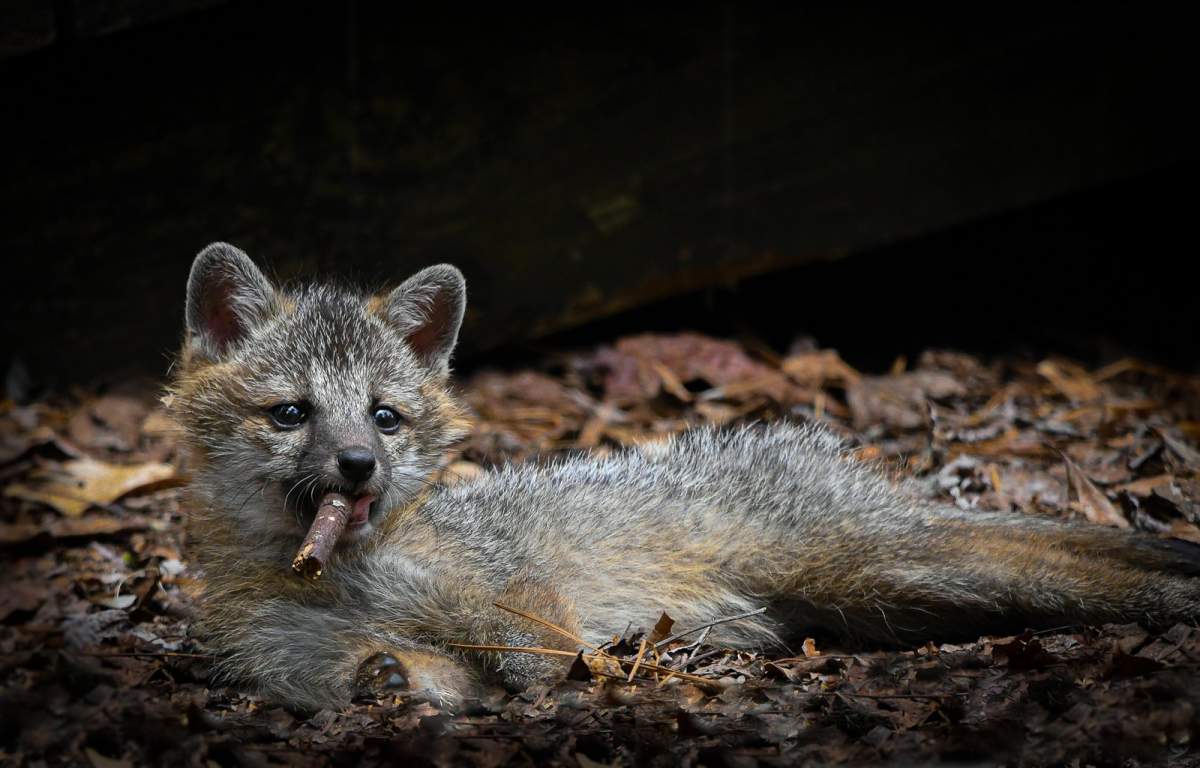 a young fox pup holds a stick in its mouth.