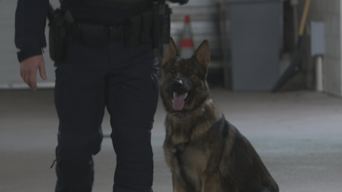 Maveric and Arlo are brothers and are only 16 months old.