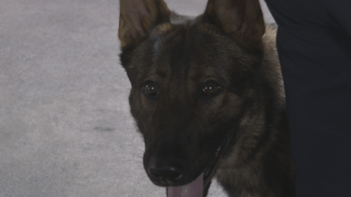 The dogs have already participated in the search for a missing man after only three weeks on the job.