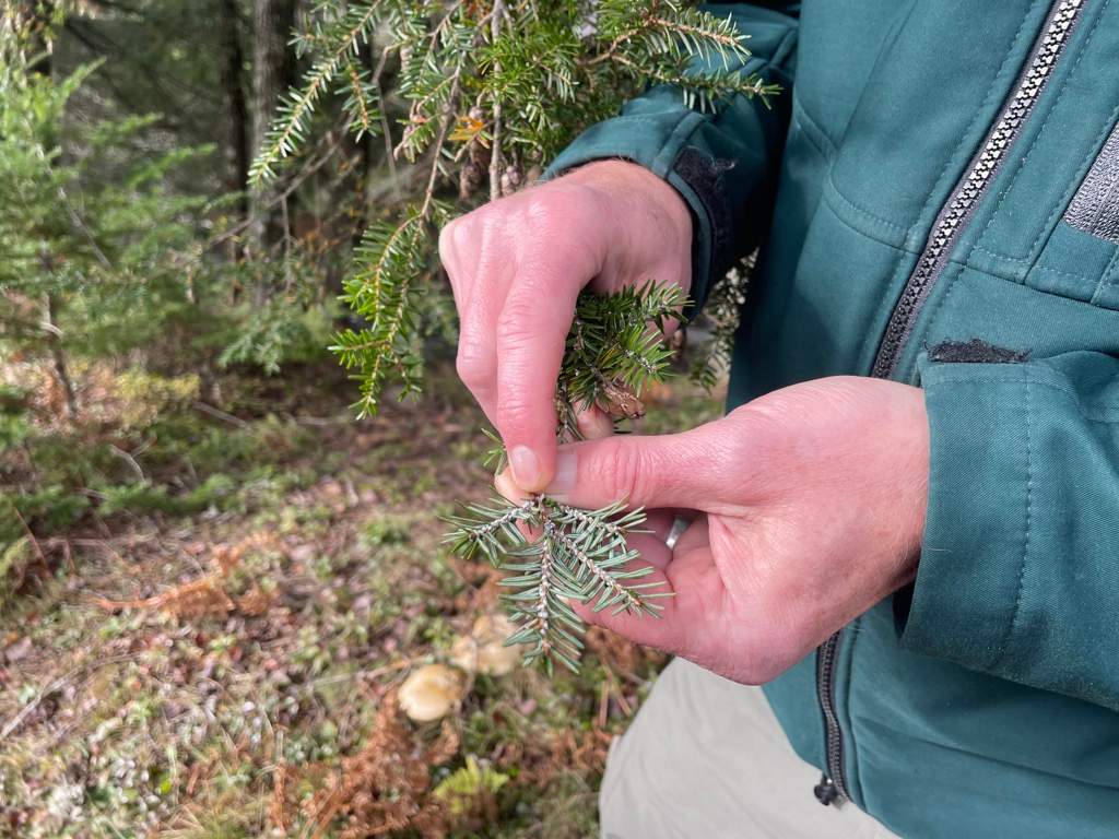 Hemlock woolly adelgid on the underside of a Hemlock branch.