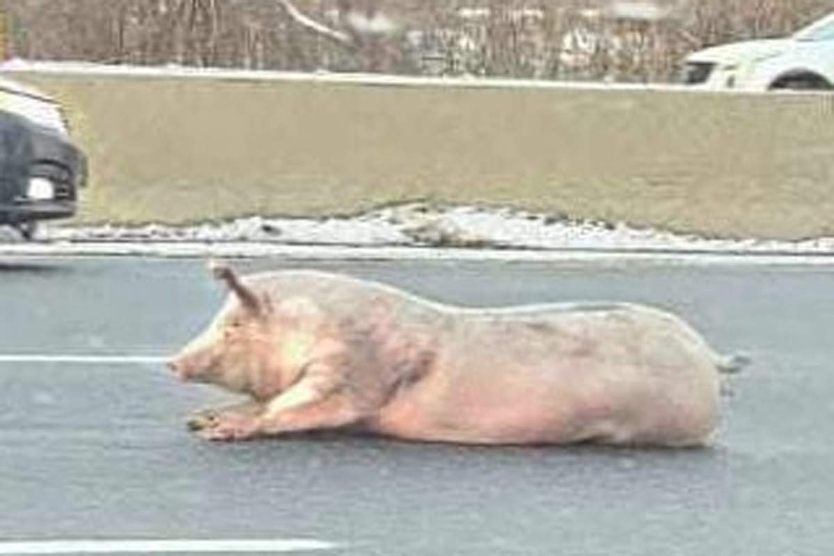 A hog was laying in the middle of Highway 8 in Kitchener on Tuesday.