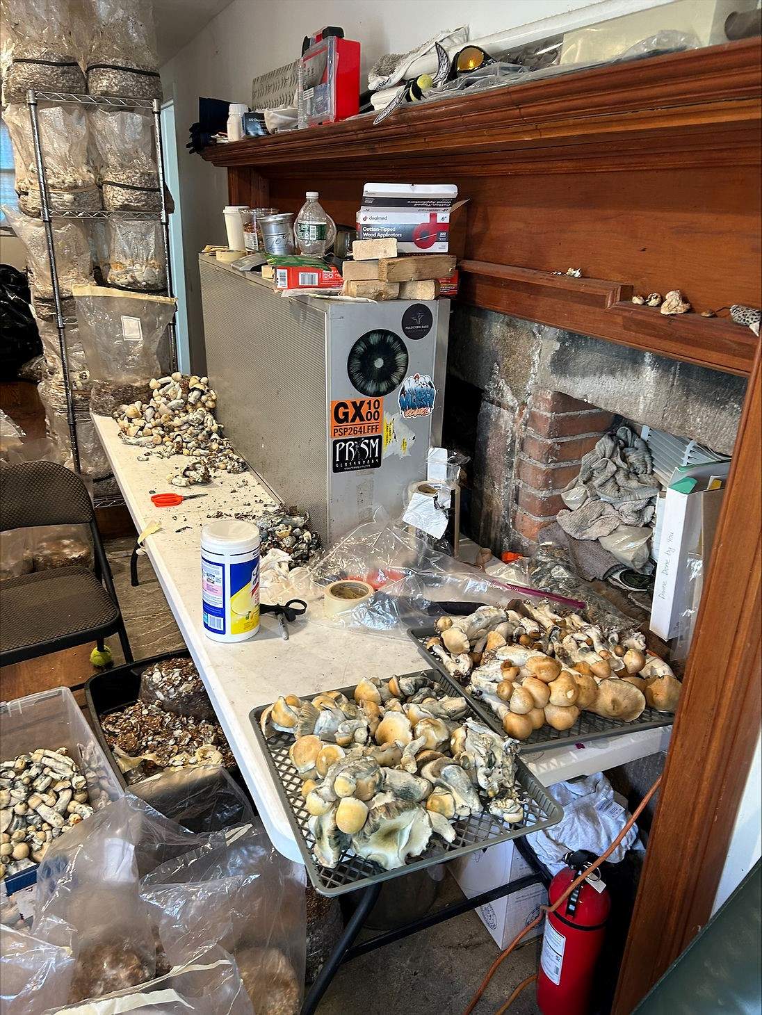 Mushrooms are seen on trays laying on a table. More bagged mushrooms are in the background on shelves.