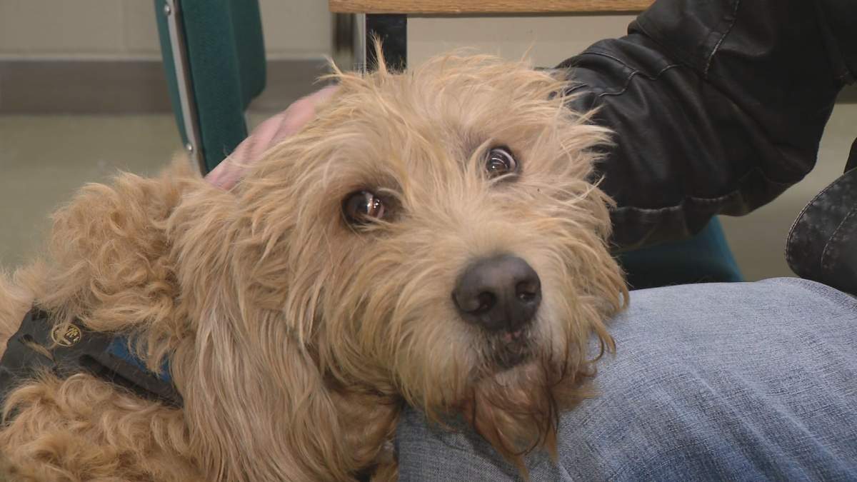 Service dogs like Felix, are proving invaluable in helping veterans deal with mental issues and picking up their social lives.