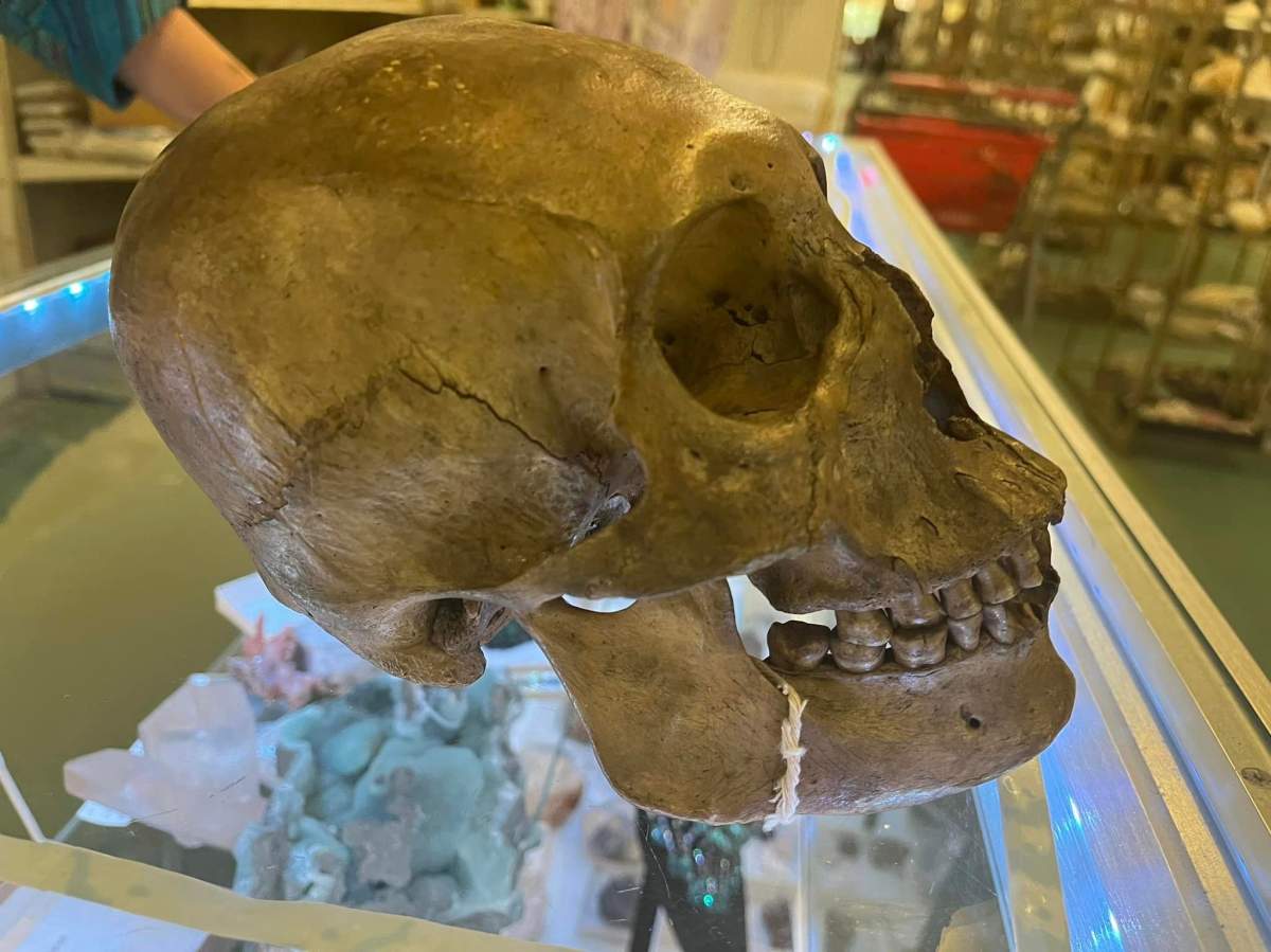 A side profile of the skull sitting on a glass cabinet.