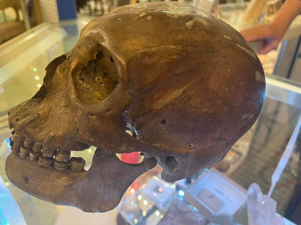 A side profile of the skull sitting on a glass cabinet.