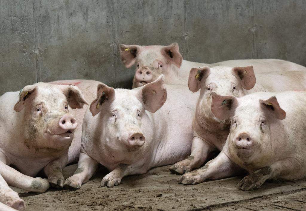 Pigs are seen at a pork farm in St-Sebastien, Que., Tuesday, Nov. 28, 2023.