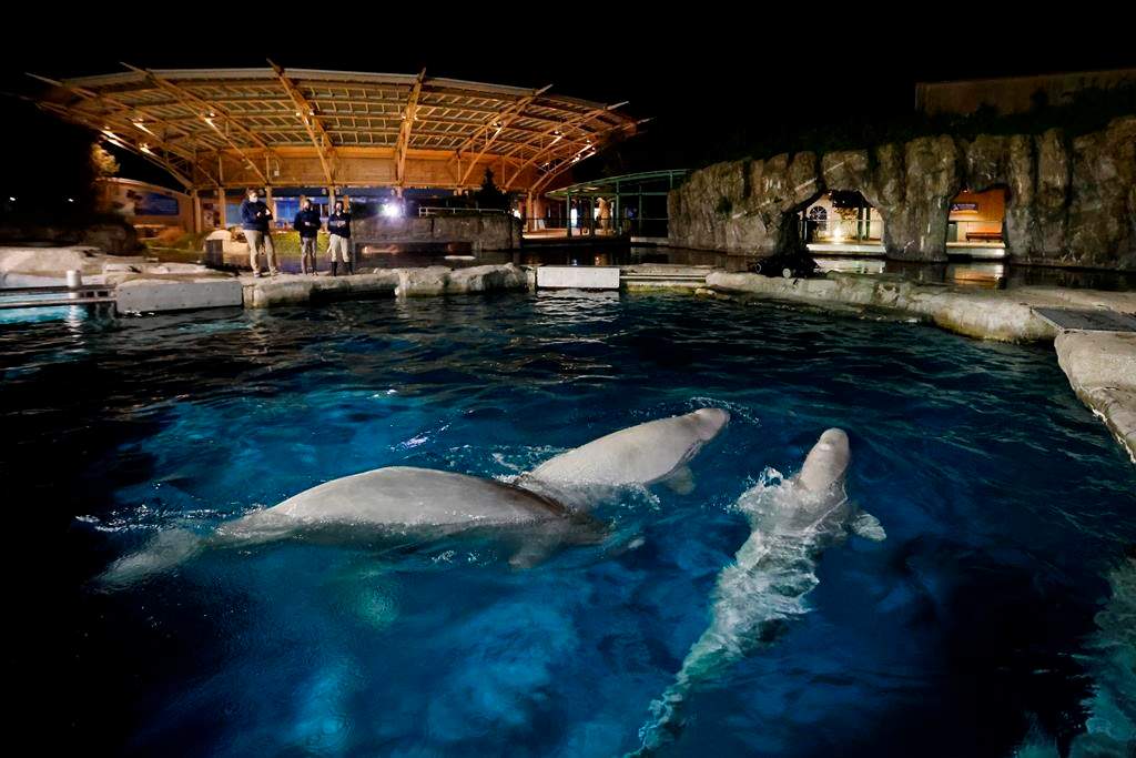 Three beluga whales swim together in an acclimation pool after arriving at Mystic Aquarium, Friday, May 14, 2021 in Mystic, Connecticut. A third beluga from Marineland has died at a U.S. aquarium after moving there two years ago.THE CANADIAN PRESS/HO-Mystic Aquarium-Jason DeCrow *MANDATORY CREDIT*.
