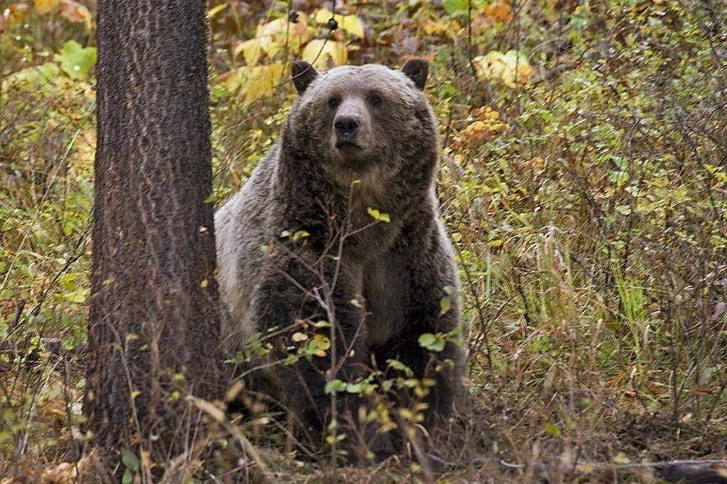File photo of a grizzly bear.