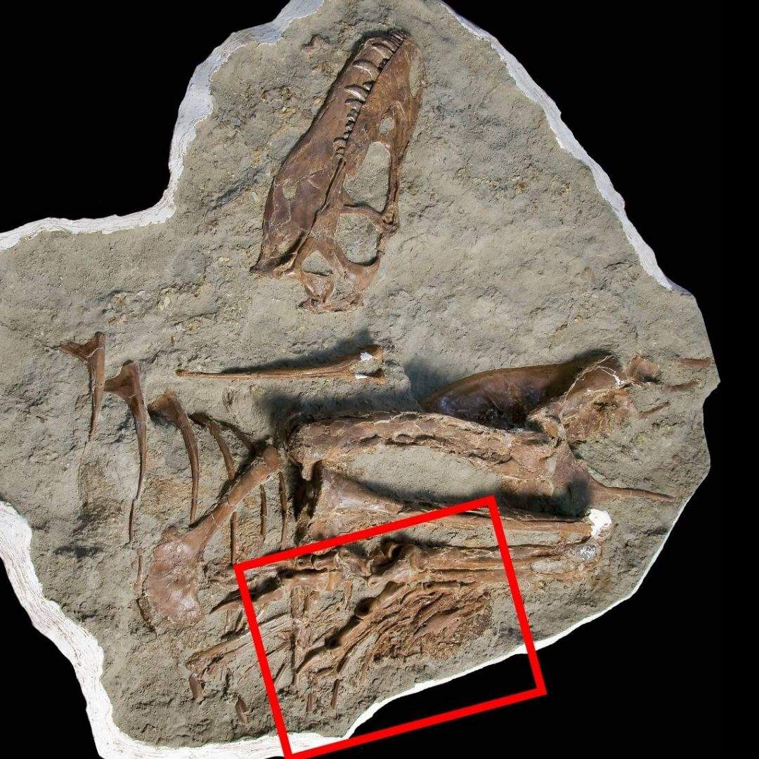 The area of the gorgosaur stomach, in red, that paleontologists at the Royal Tyrell Museum found citipes bones in.