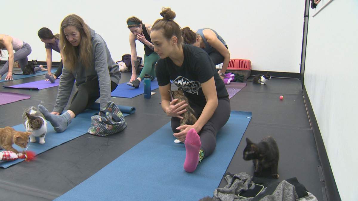 Winnipeg Animal Services invites community to Christmas Day open house - image