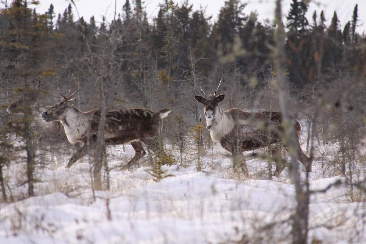 As a species at risk, boreal woodland caribou present complex challenges for conservation of the species at the landscape scale.