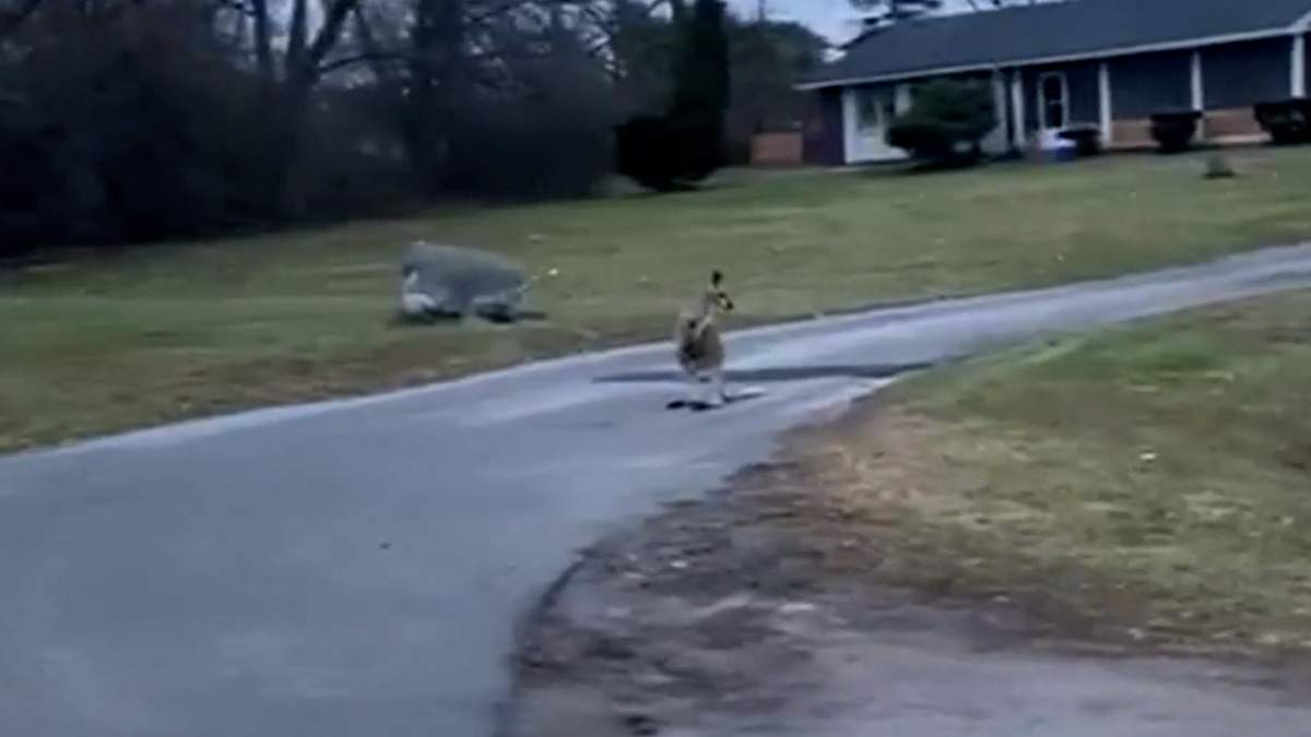 A video appears to show a kangaroo in Oshawa, Ont.
