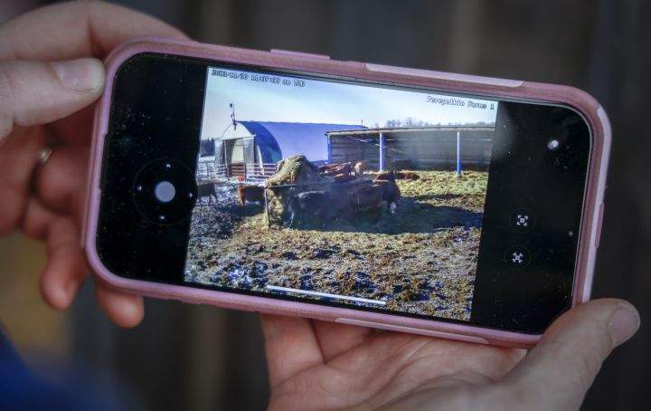 Ashley Perepelkin checks on her cattle using remote cameras linked to an artificial intelligence system on the family's farm near Leslieville, Alta., Thursday, Nov. 30, 2023.