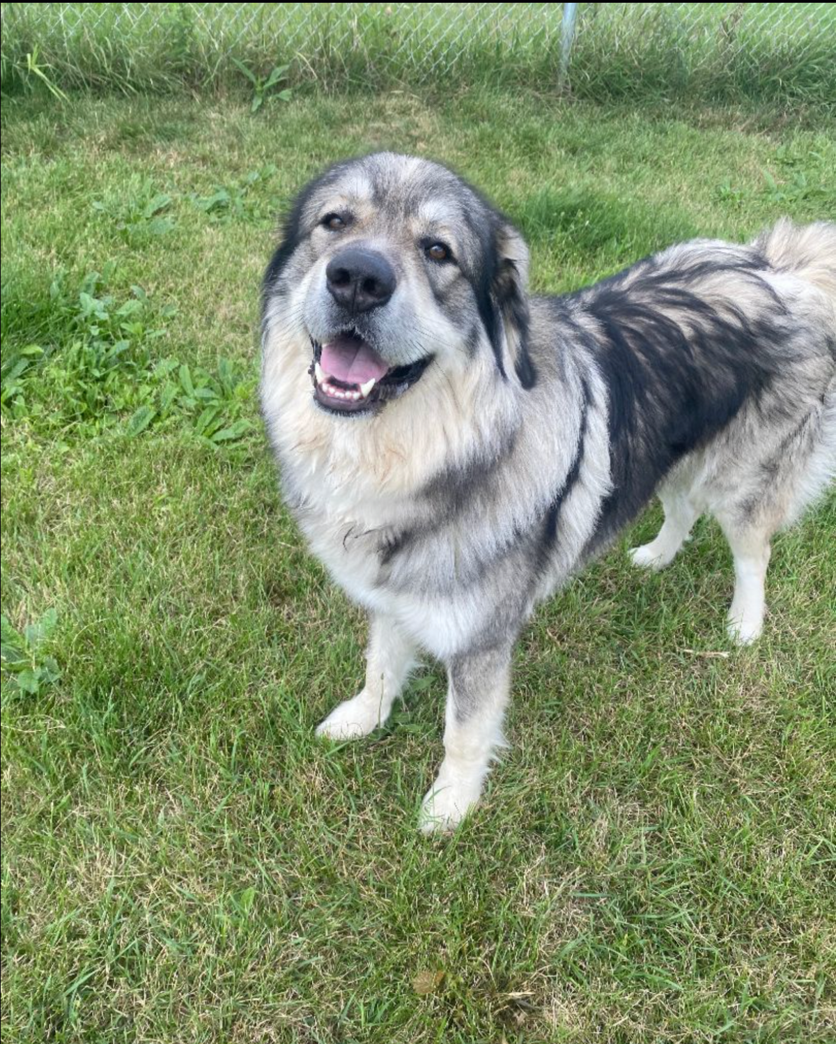 Bear, a dog available for adoption at the Alliston and District Humane Society.