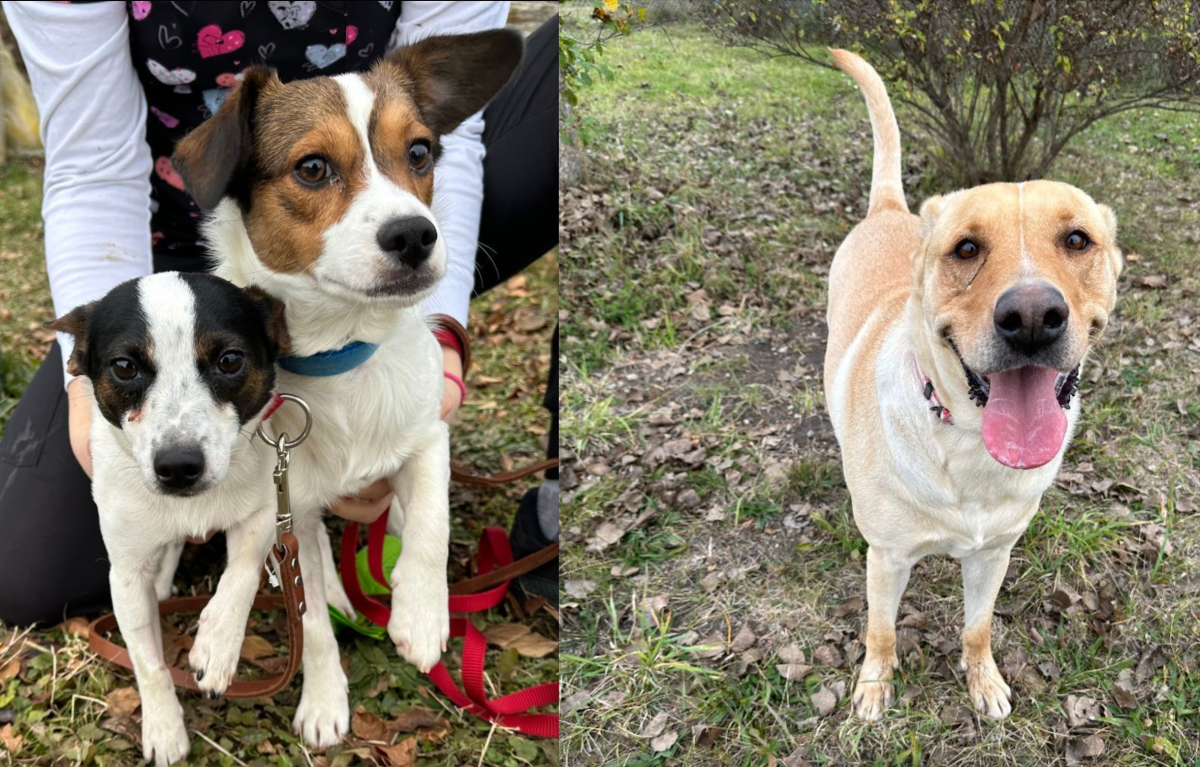 Pets available for adoption at the Alliston and District Humane Society.
