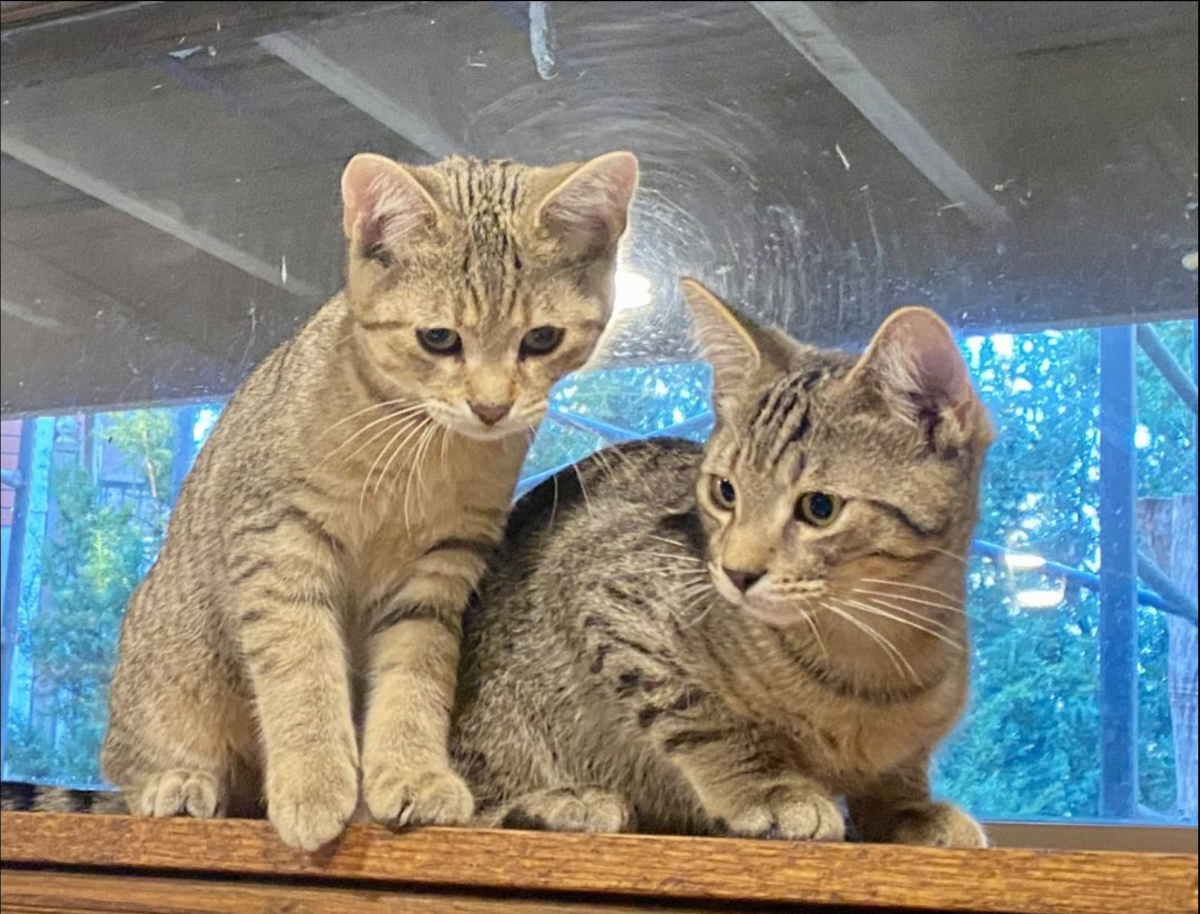 Cats available for adoption at the Alliston and District Humane Society.
