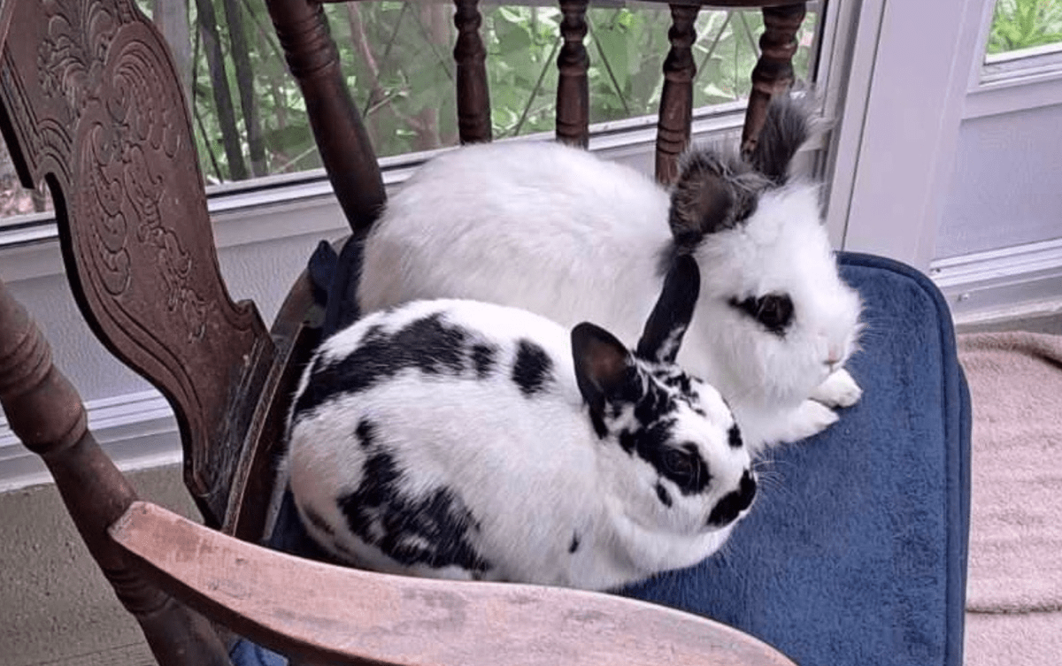 Belle (Tinkerbell) and Snowball two bunnies available for for adoption at the Alliston and District Humane Society.