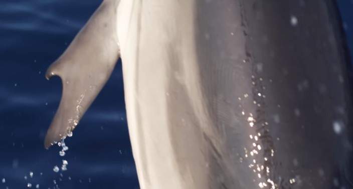 Researchers with the Pelagos Cetacean Research Institute (PCRI) spotted the thumbed dolphin on two occasions over the summer.