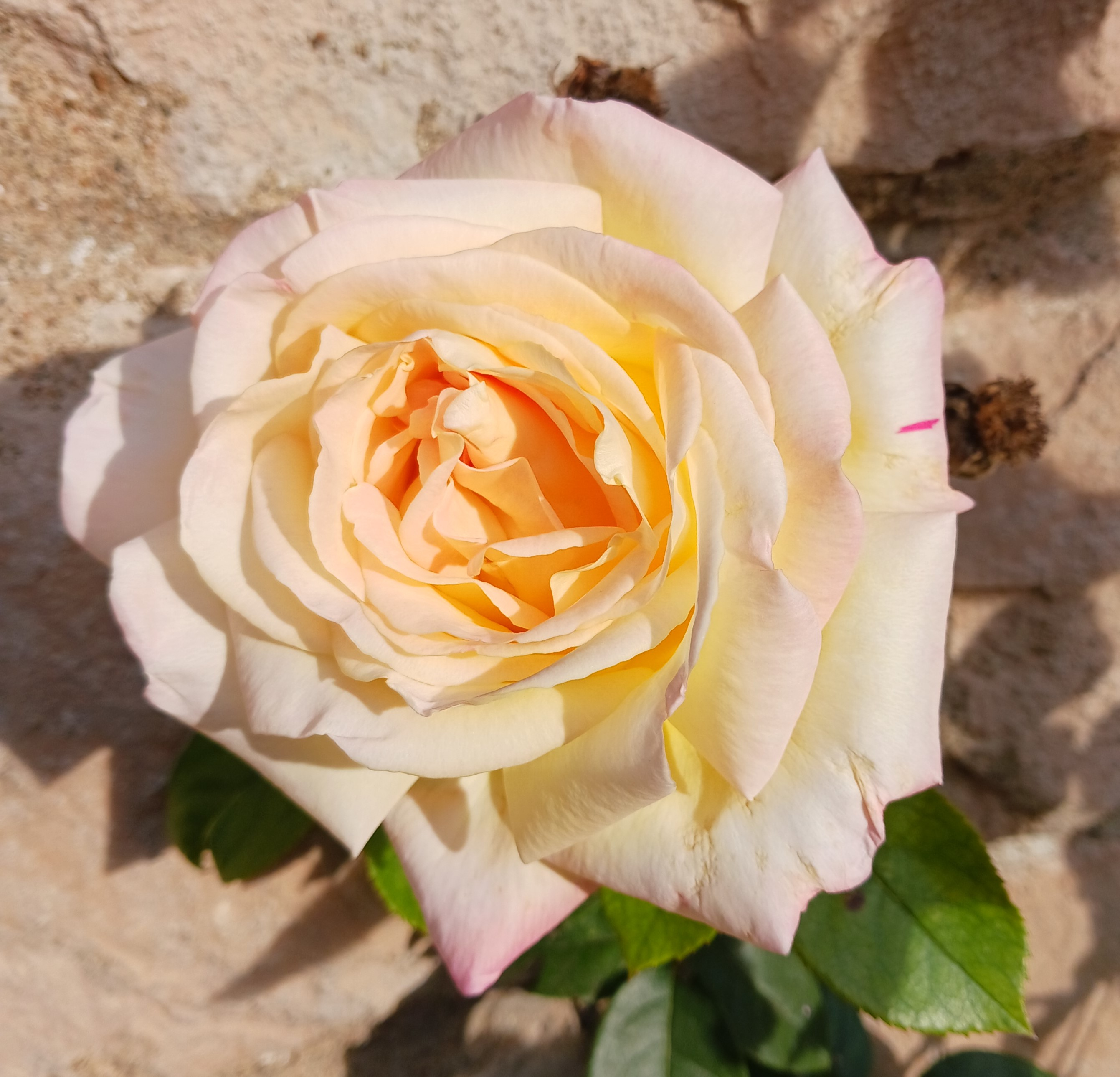 A close-up of the bloom of a peace rose.