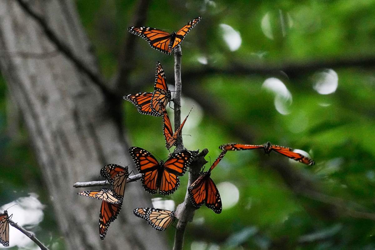 Monarch butterflies rest on a bush