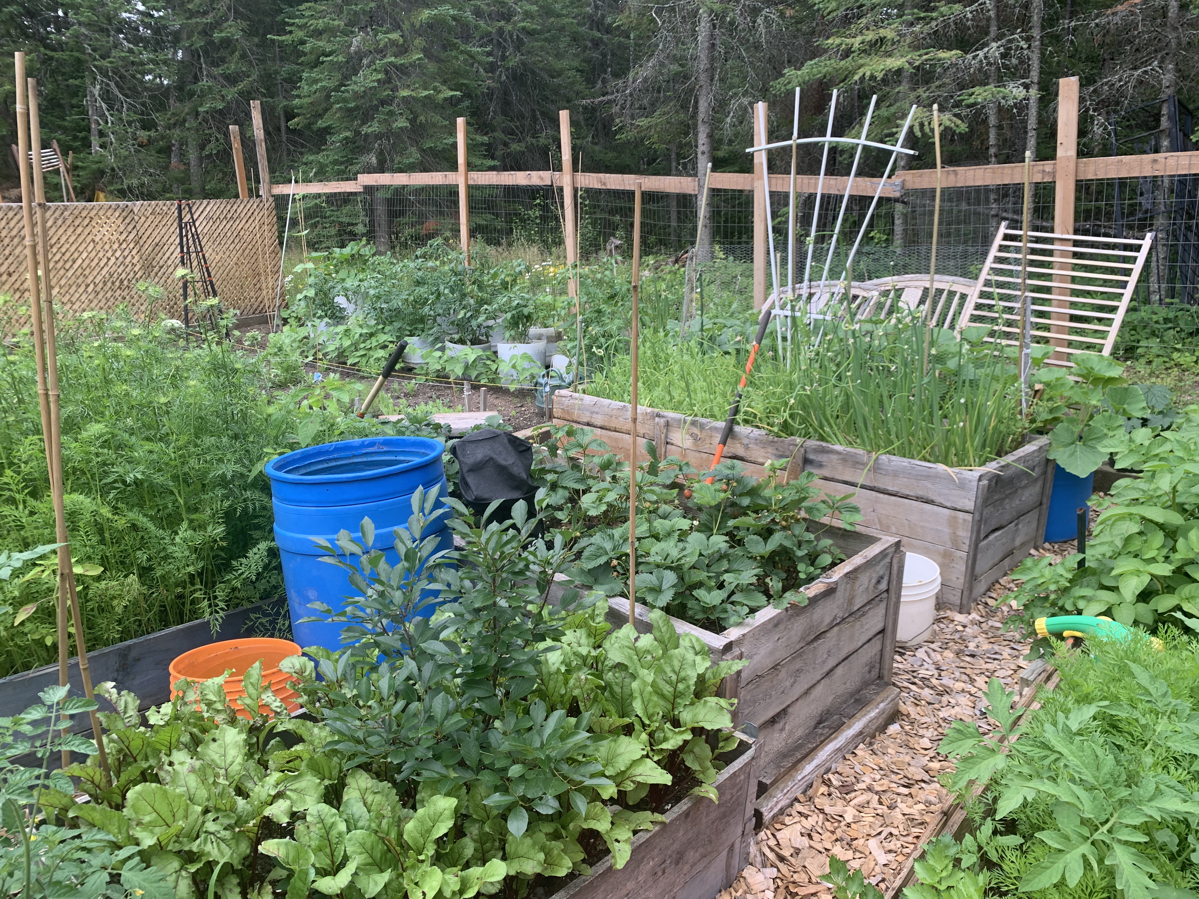 A vegetable garden with raised beds and buckets.